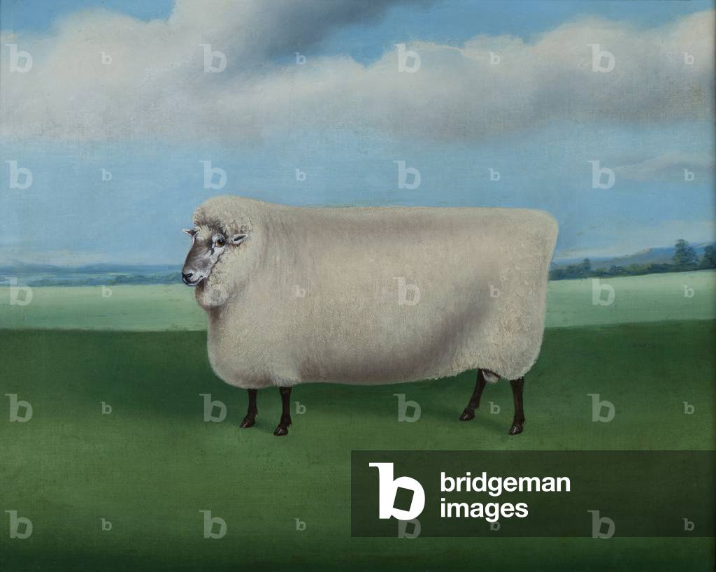 Prize Ram, c.1870 (oil on canvas)