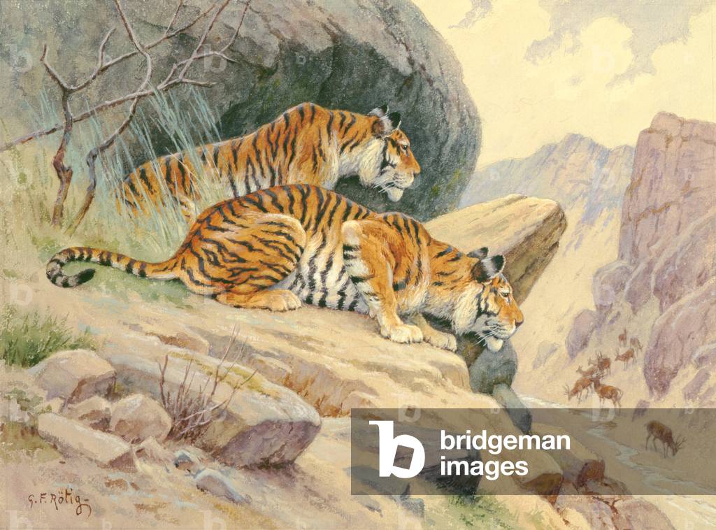 Tigers Watching Stags (w/c auf Papier)