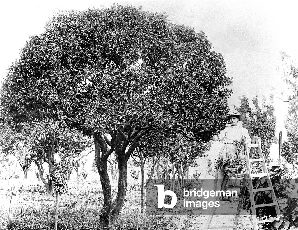 Orange picking in south of France c. 1900