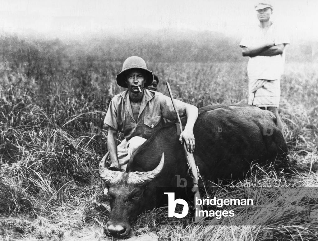 Hunting game in Gabon: a colonial hunter assisted by an indigenous man killed a cattle (gnu) and poses proudly at the side, years 30- Hunting in Gabon: a colonial hunter have killed a bovid, 30's