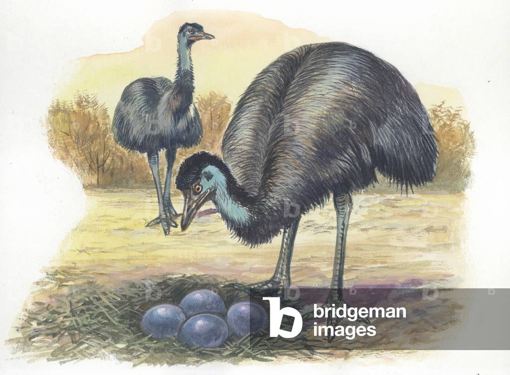 Emu Dromaius novaehollandiae at nest with eggs, illustration