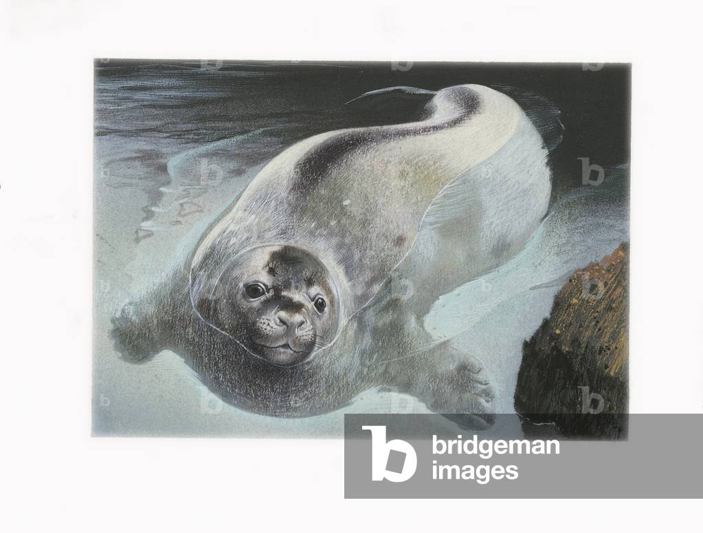 Weddell Seal (Leptonychotes weddellii) , illustration