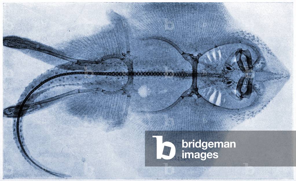 X-Ray of a Skate, 1905 (lithograph)