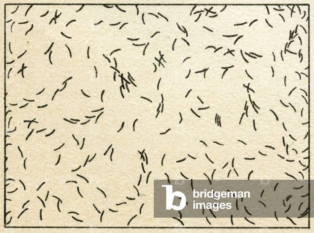 Sample of bacteria in tapwater c.1890 (colour chromolithograph)