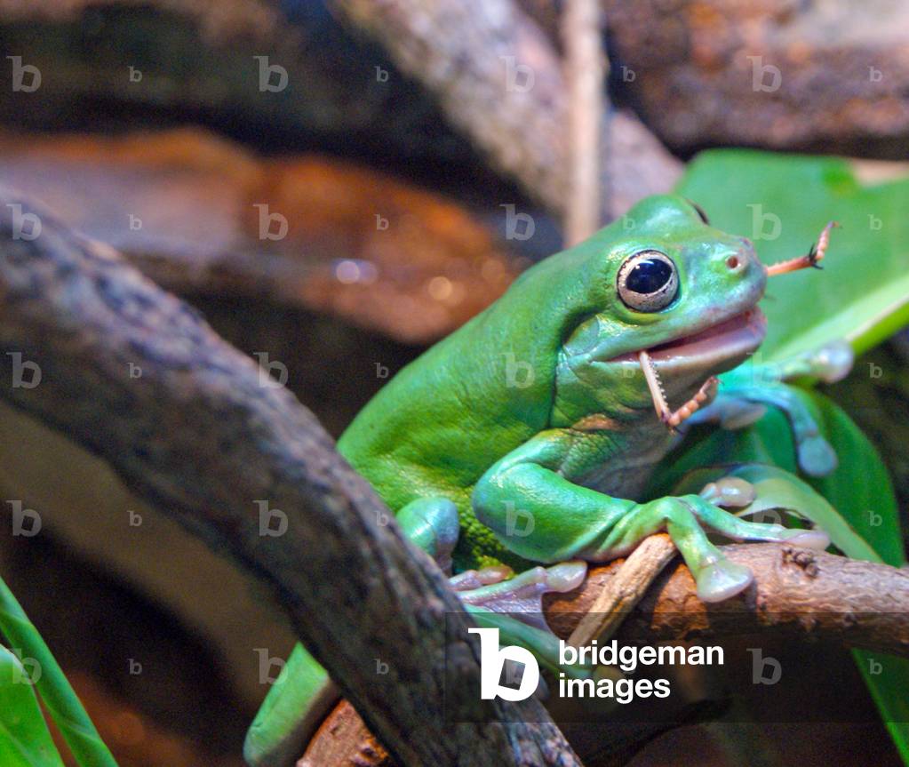 An Australian Green Tree Frog eating an insect, Sydney, New South Wales (photo)