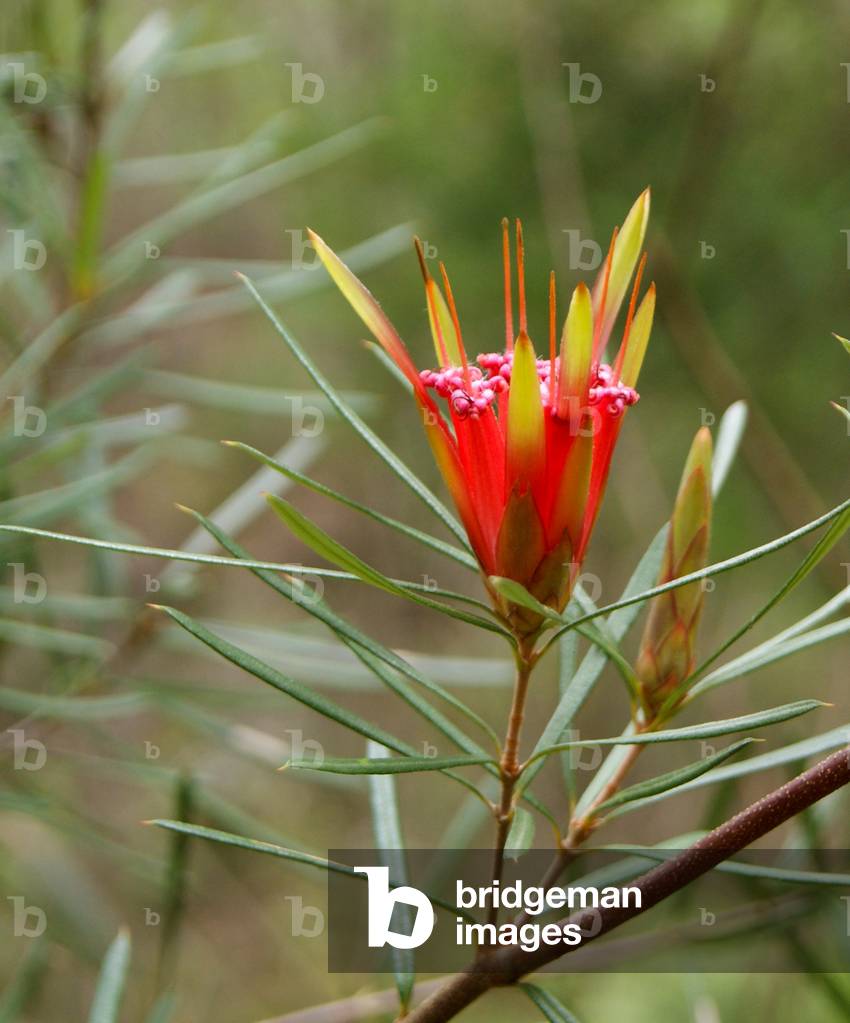 Close-up of a Mountain Devil in bloom, Sydney, New South Wales (photo)