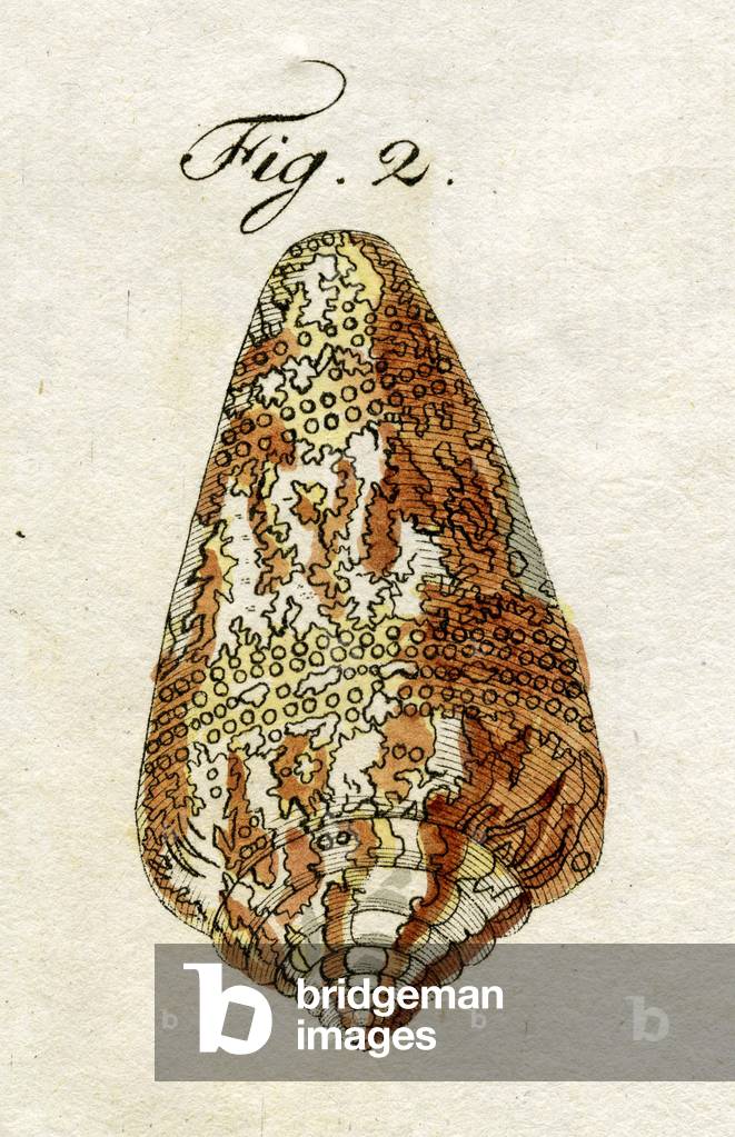  Illustration of Conus Ammiralis  ( subspecies Cedonulli ), 1790 (hand coloured engraving)