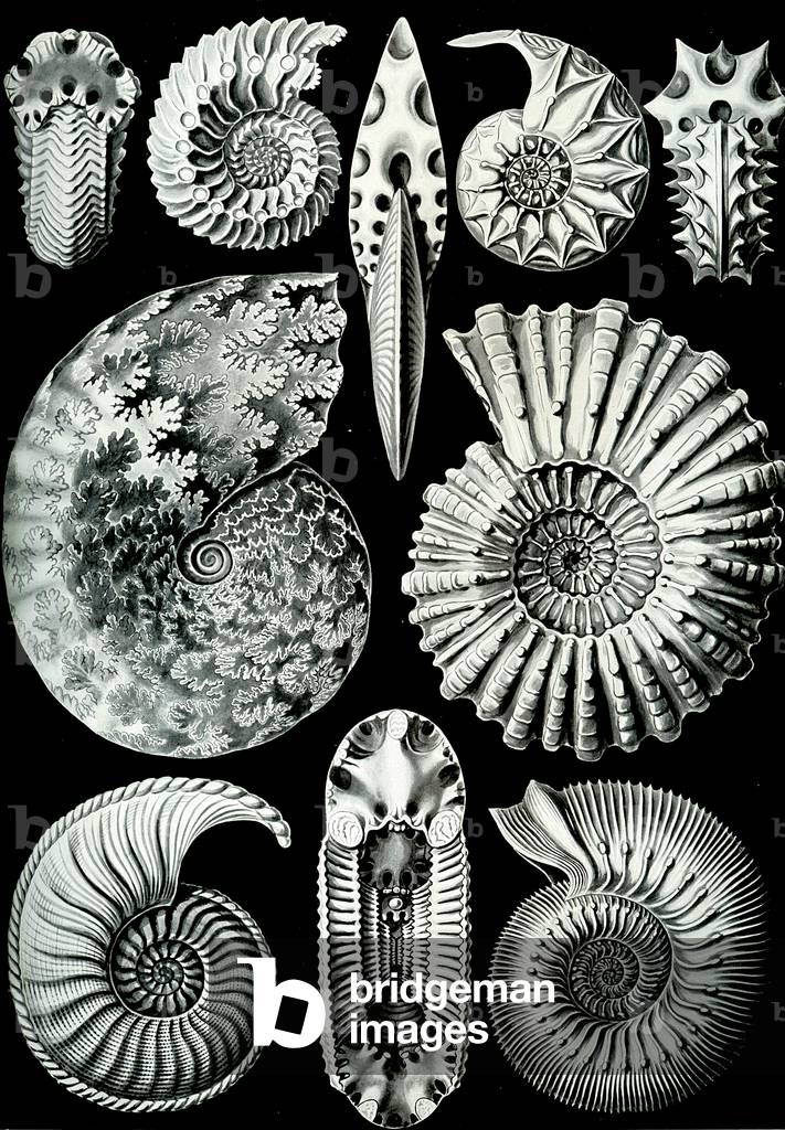 Illustration of Ammonitida from 