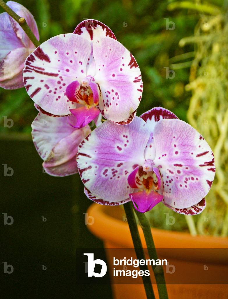 New orchid Phalaenopsis 'Diamond Sky' on display at the Kew Orchid festival, Kew Gardens, London. (photo)