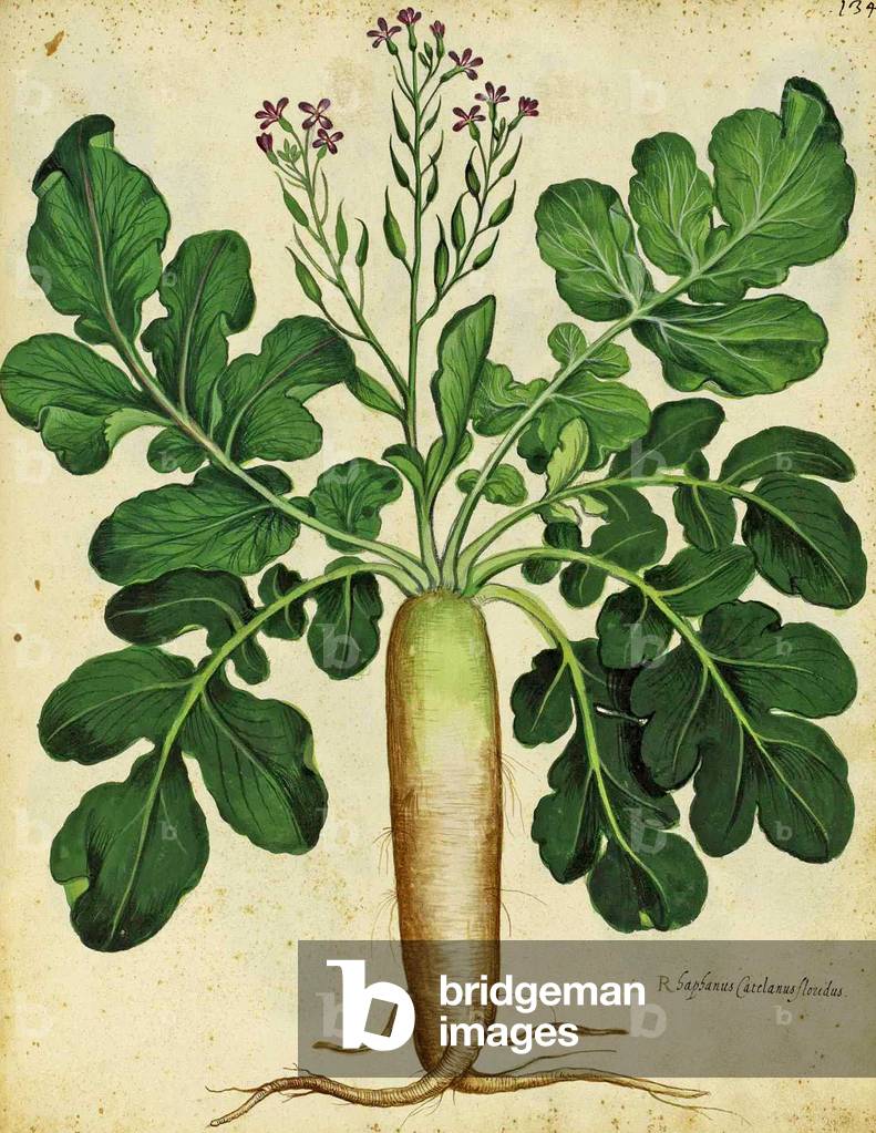 Long White Radish by Ulisse Aldrovandi (1522 – 1605) plate published in 