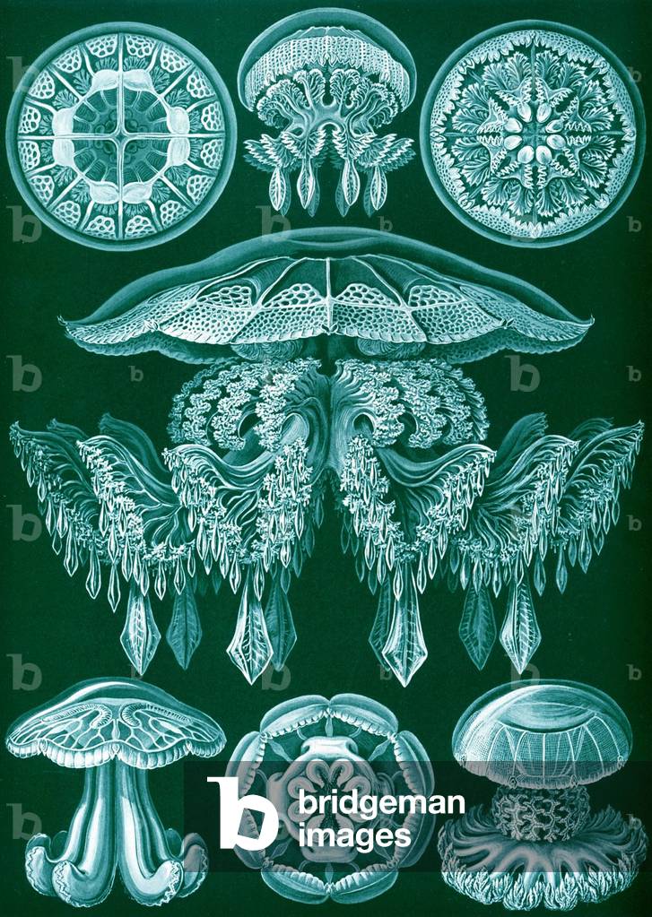 Examples of Discomedusae from 'Kunstformen der Natur', 1899 (colour litho)