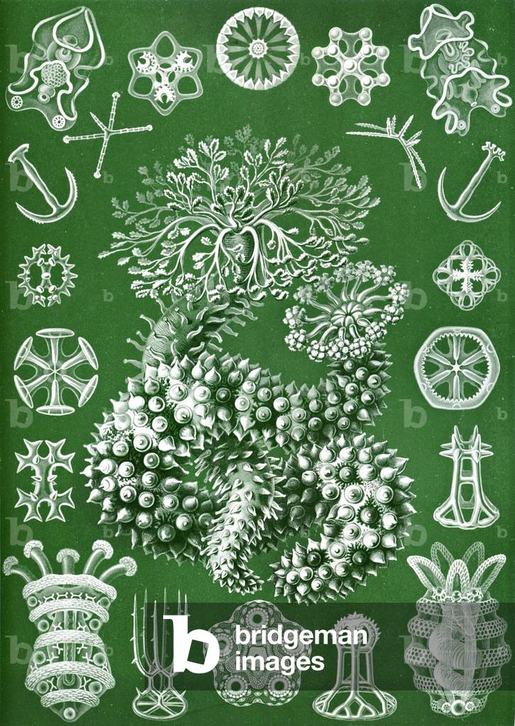 Thuroidea from 'Kunstformen der Natur', 1899 (colour litho)