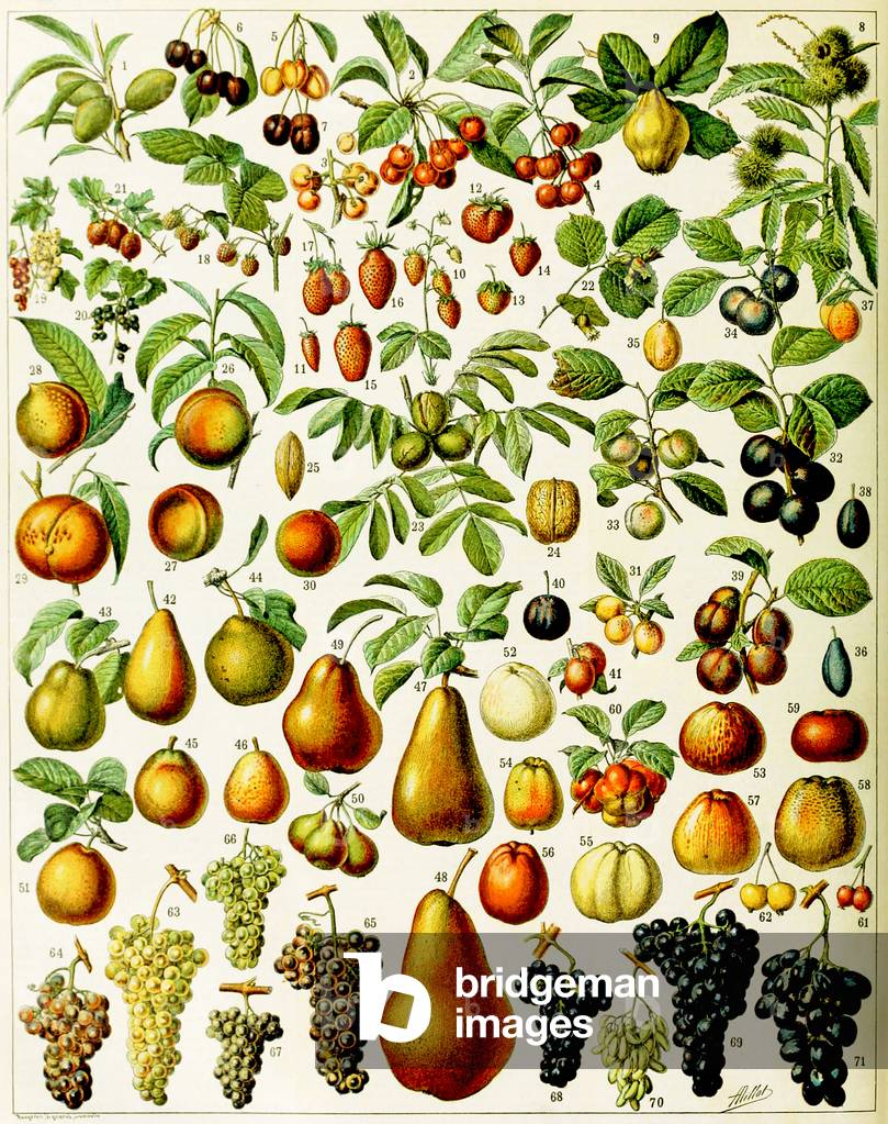 Illustration of Fruit c.1923 (litho)
