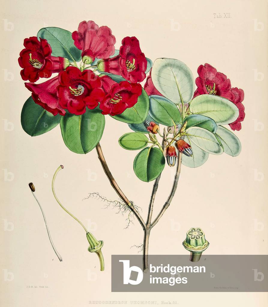 Rhododendron thomsonii, 1895 (coloured engraving)