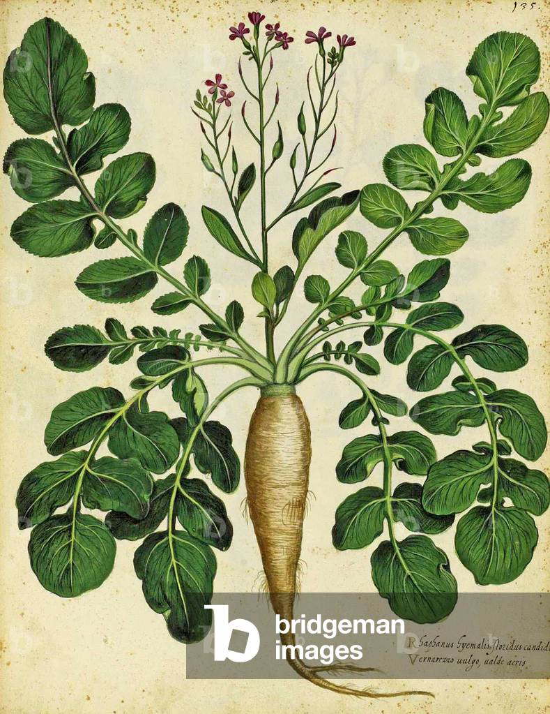 Long White Radish by Ulisse Aldrovandi (1522 – 1605) plate published in 