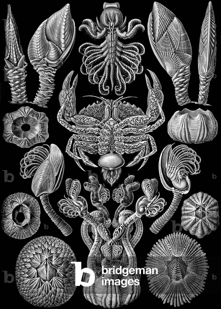 Illustration of Cirripedia from 