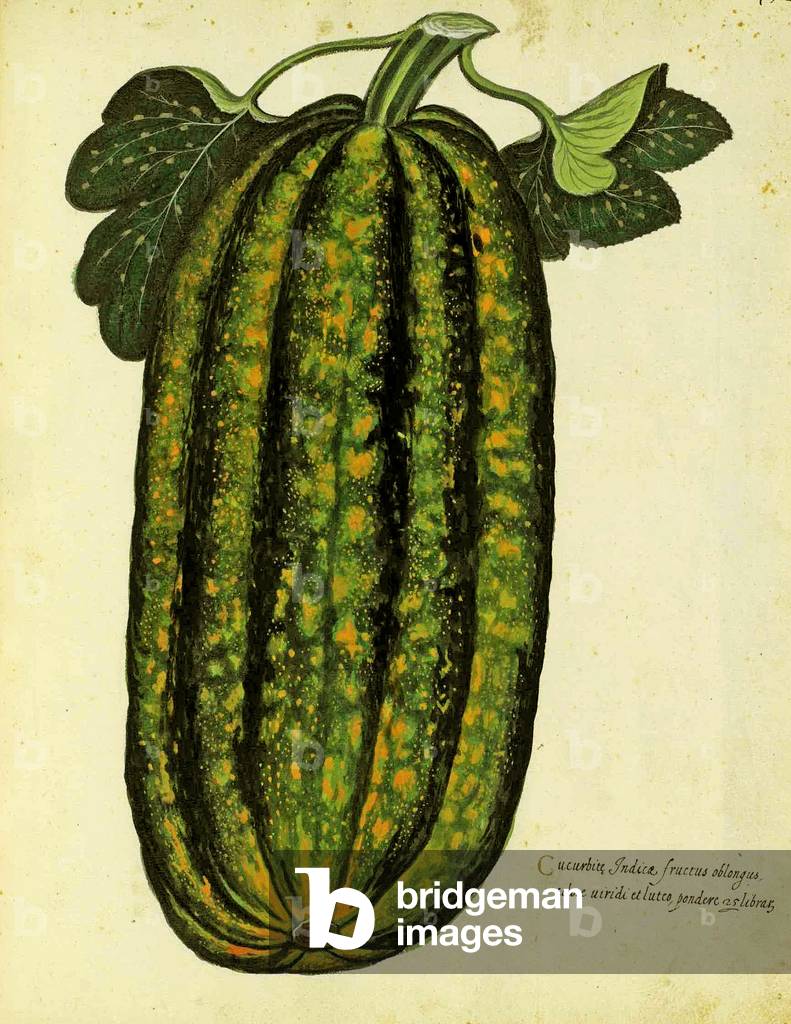 Green Oblong Squash by Ulisse Aldrovandi (1522 – 1605) plate published in 