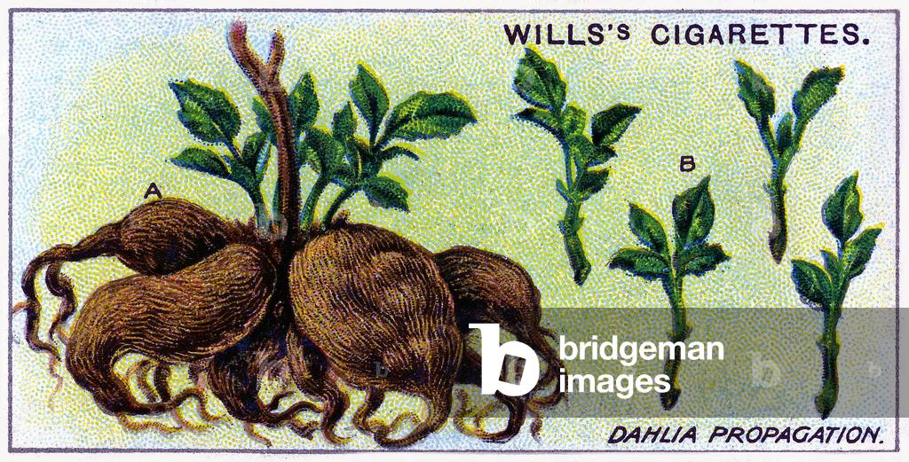 Dahlia Propagation, 1923 (litho)