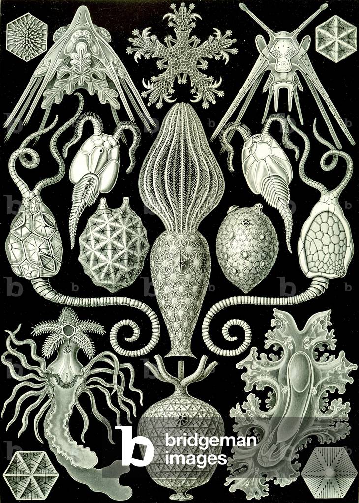Illustration of Amphoridea from 