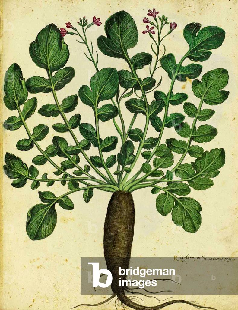 Long Black Radish by Ulisse Aldrovandi (1522 – 1605) plate published in 