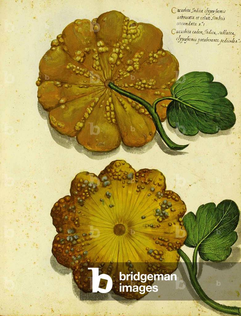 Heirloom Squash by Ulisse Aldrovandi (1522 – 1605) plate published in 
