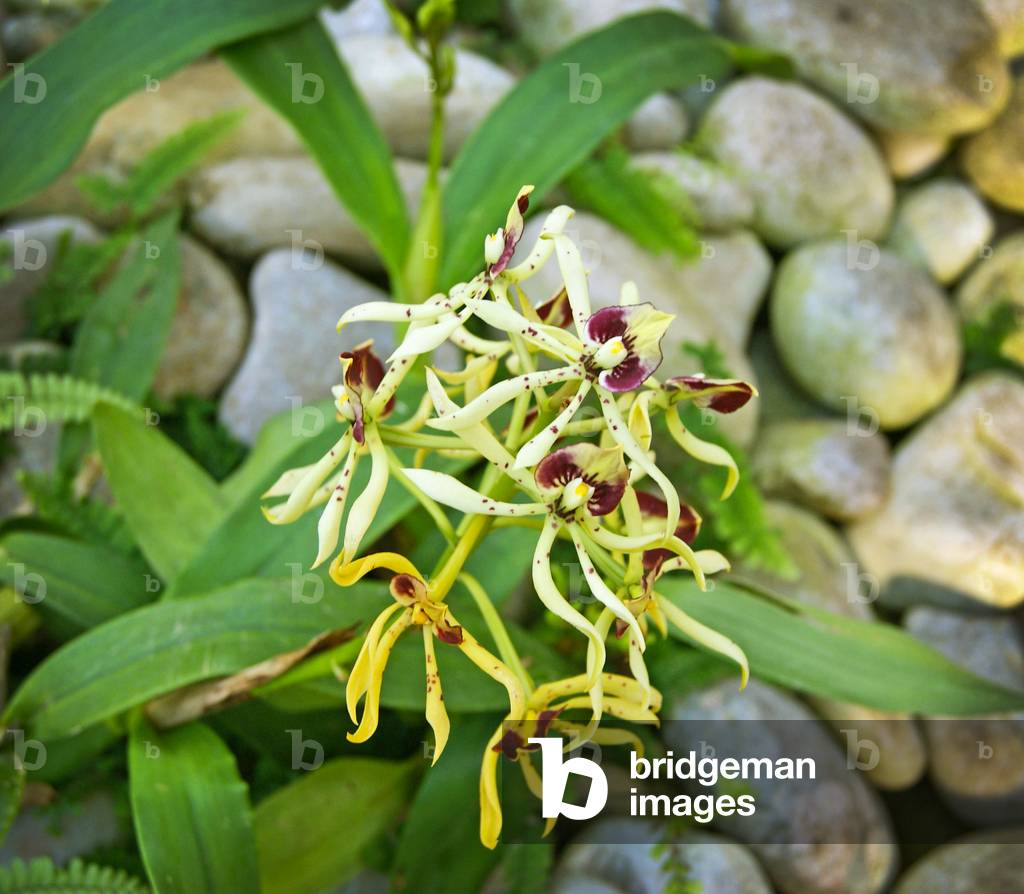 Specimen on display at the Kew Orchid festival, Kew Gardens, London. (photo)Kew Orchid festival, Kew Gardens, London. (photo)
