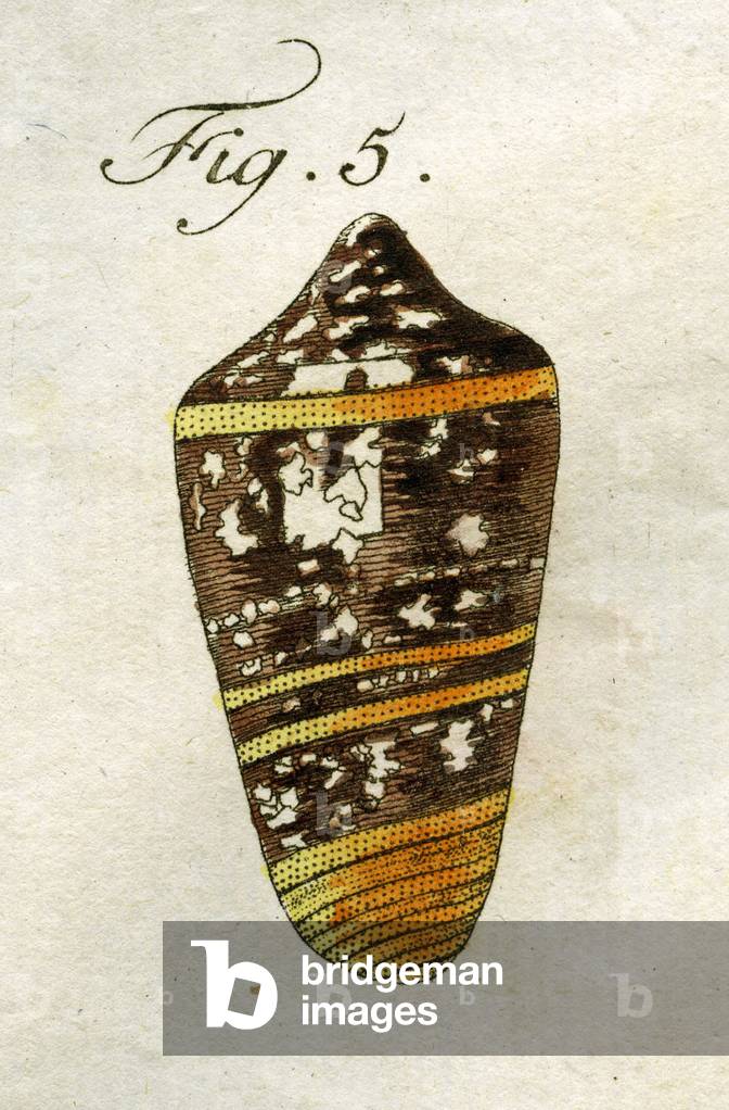  Illustration of Conus Ammiralis  ( subspecies Summus ), 1790 (hand coloured engraving)