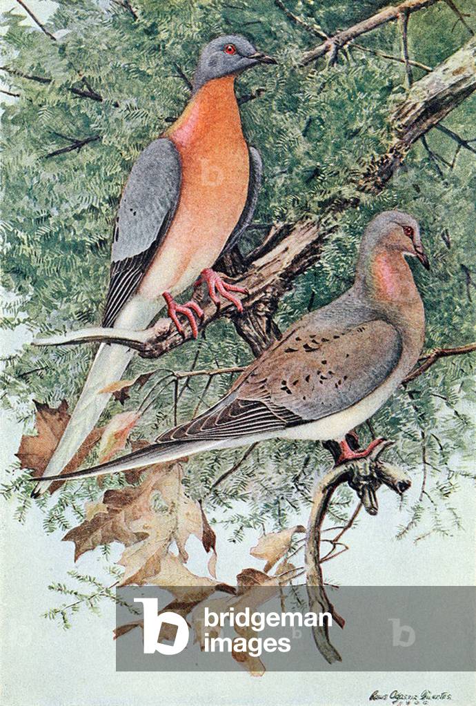 Pair of Passenger Pigeons, 1906 (colour litho)