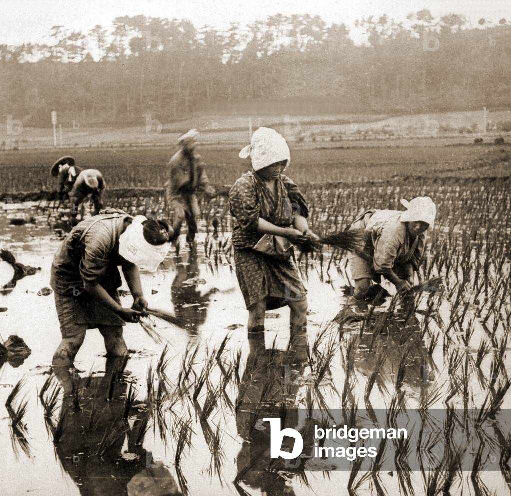 Women planting rice in Japan, c.1900 (albumen photo)