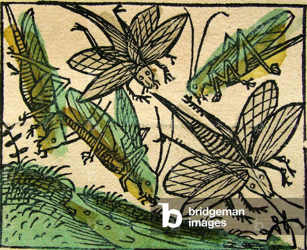 The plague of Locusts, published in the Nuremberg Chronicle, 1493 (woodcut)