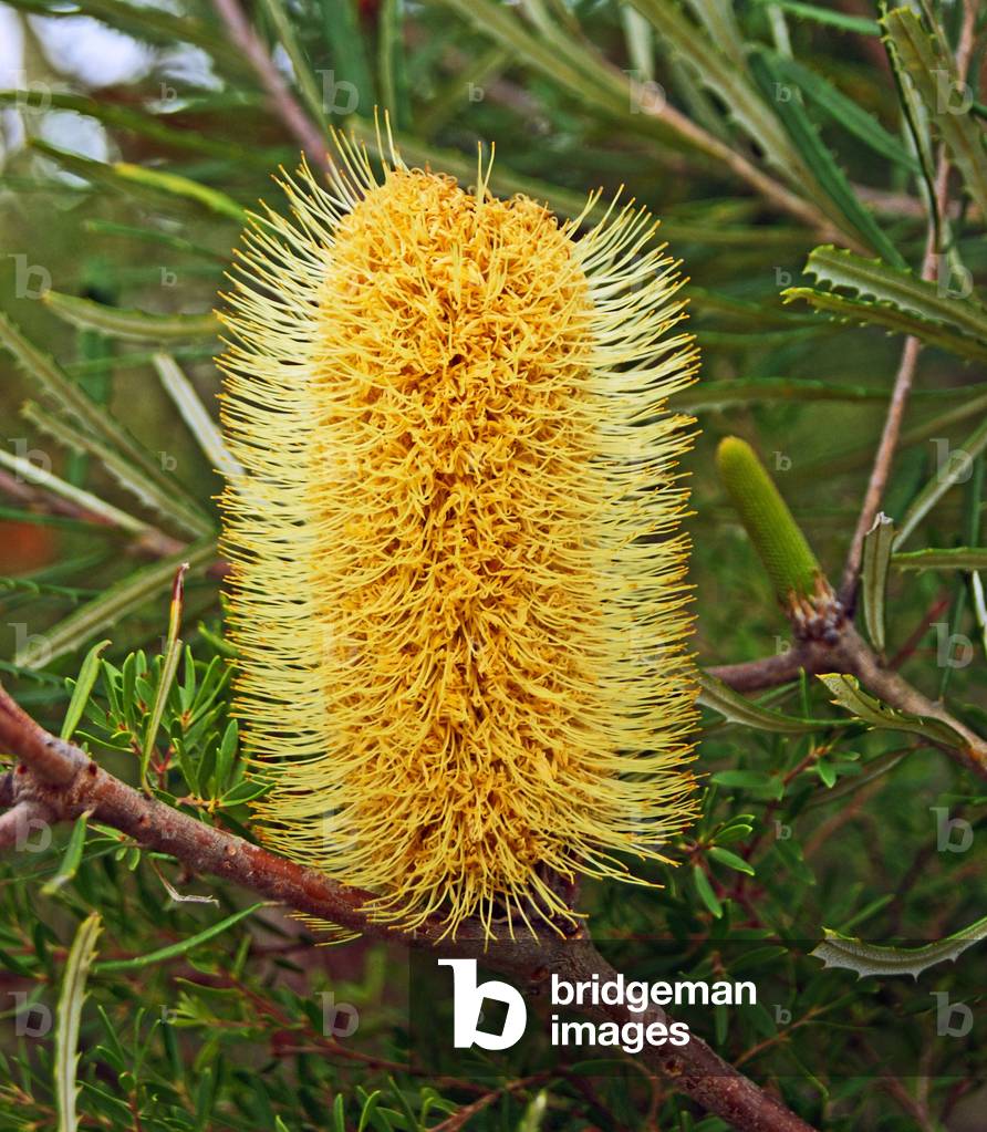 A Banksia in bloom, Sydney, New South Wales (photo)