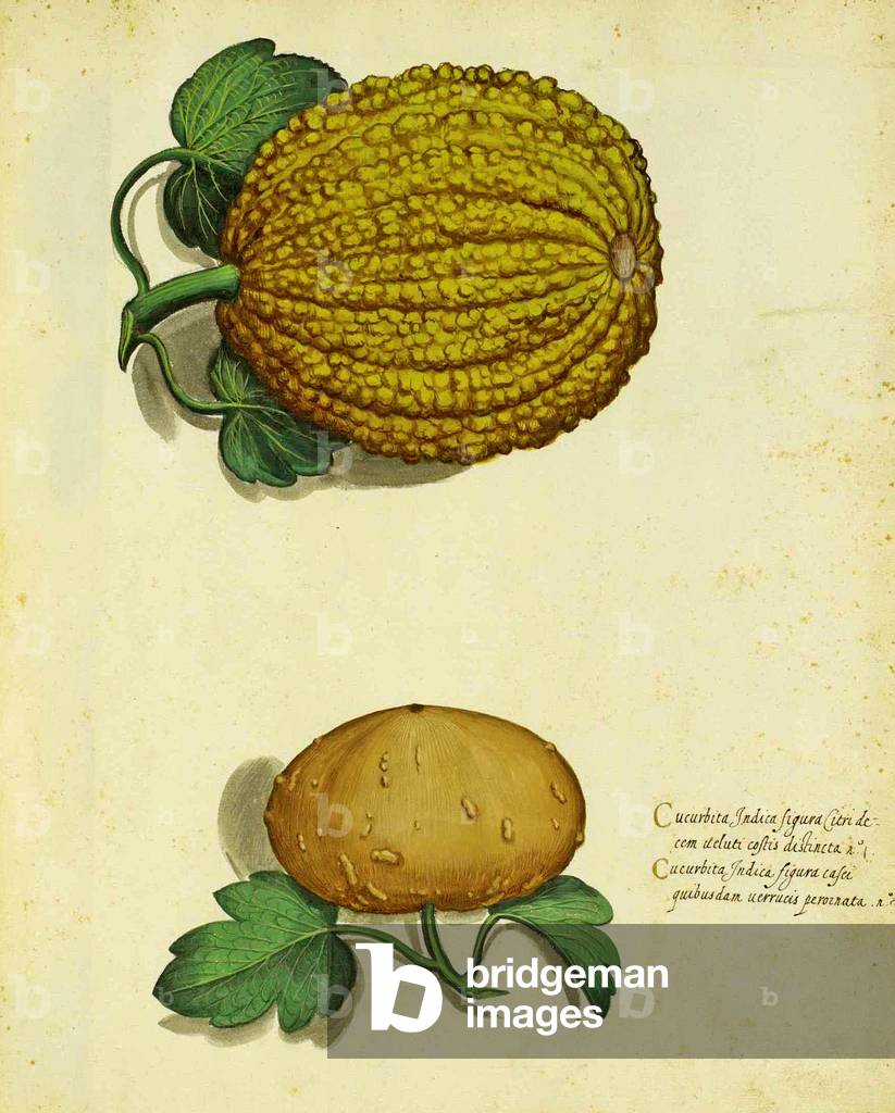 Heirloom Squash by Ulisse Aldrovandi (1522 – 1605) plate published in 