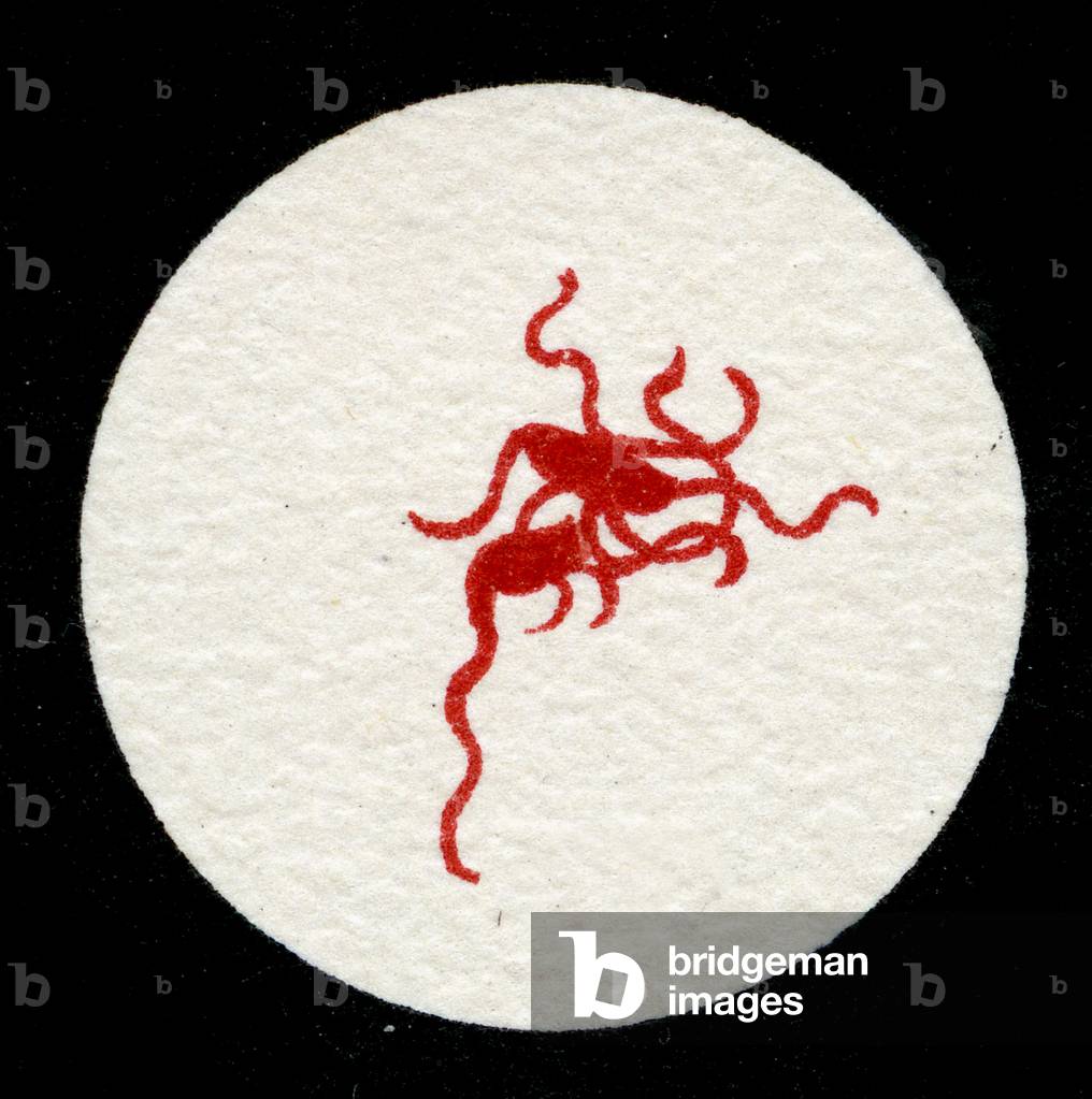 Colony of Salmonella Typhi showing Bacilli with flagella, 1906 (litho)