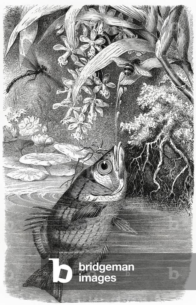 The Archer Fish (Toxotes), 1881 (litho)