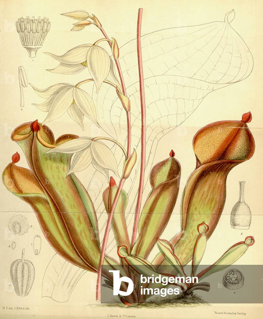 Heliamphora nutans. 1890 (coloured engraving)