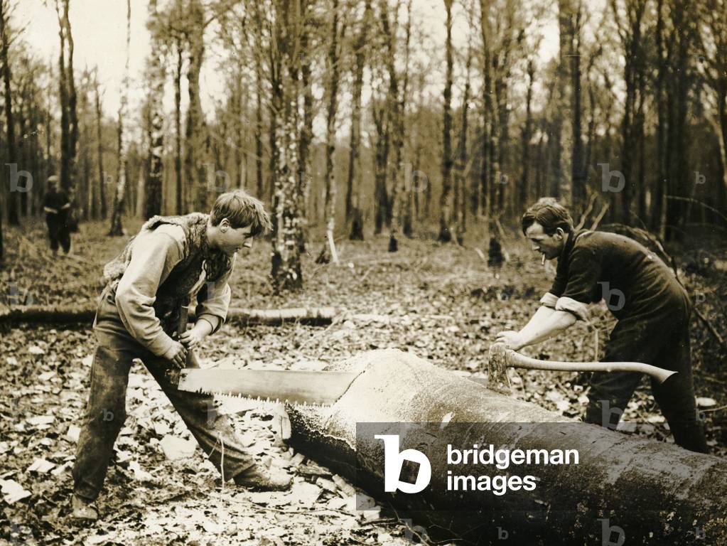 Sawing a tree during WW1 on the Western Front (photo)