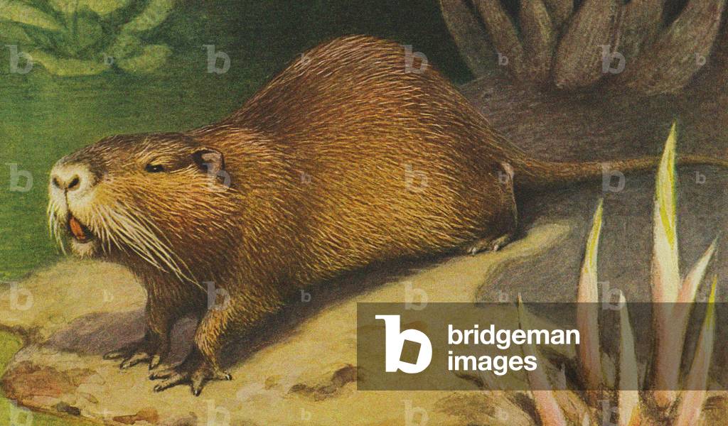 Coypu c.1900 (colour litho)