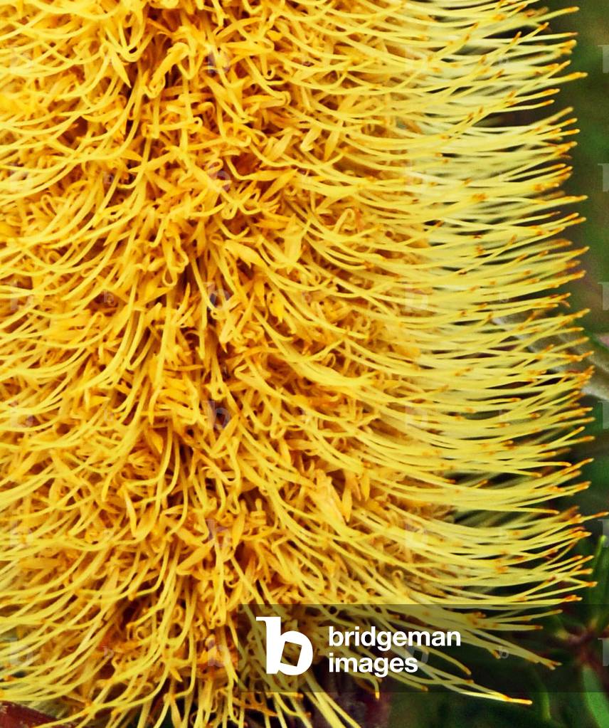 close-up of a Banksia in bloom, Sydney, New South Wales (photo)