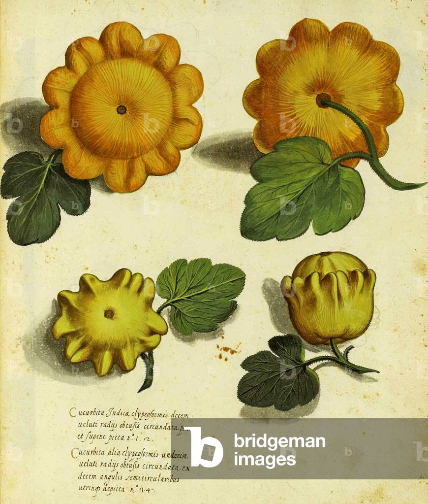 Heirloom Squash by Ulisse Aldrovandi (1522 – 1605) plate published in 