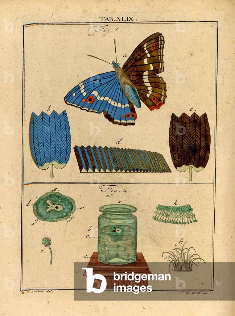 Illustrations of microscopic  single cell organisms and scales from a Butterfly's wing using an Early Optical Microscope, 1768 (litho)