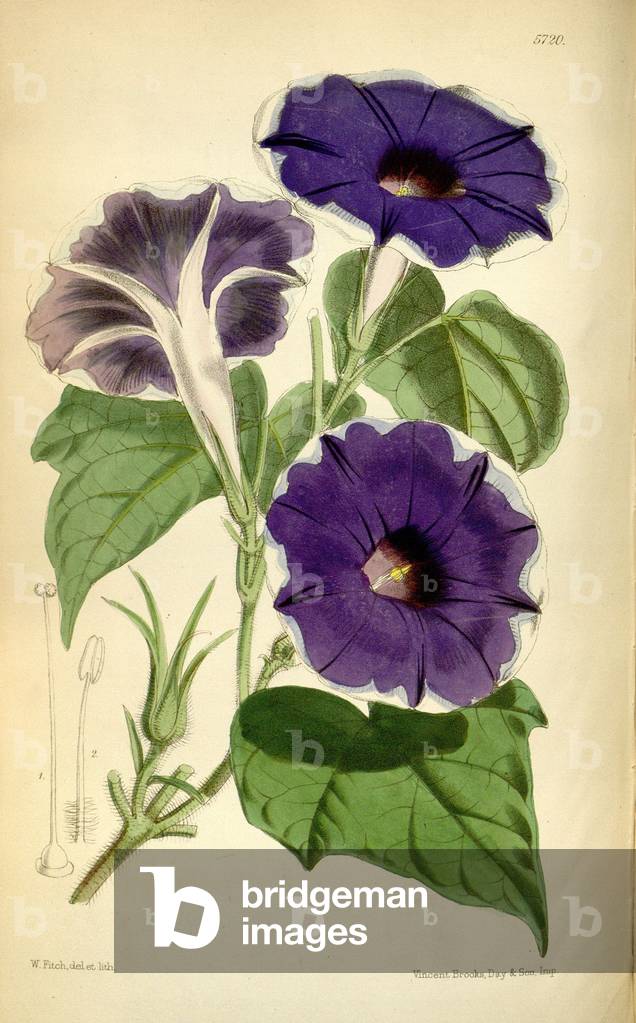 Ipomoea nil, 1868 (coloured engraving)