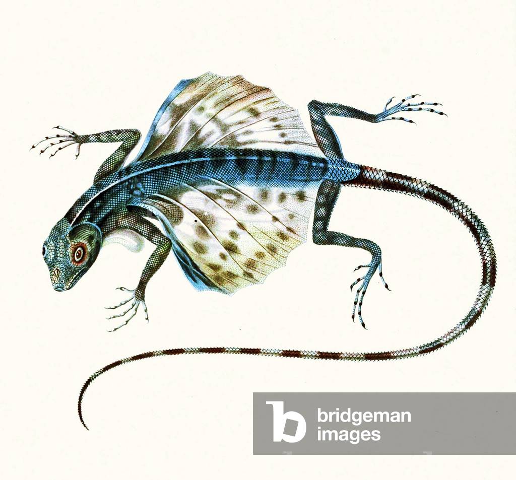 Illustration of the gliding lizard - Draco Volans 1831 (colour engraving)