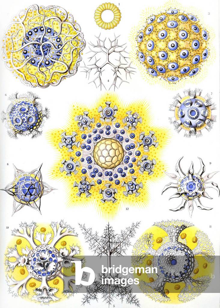 Examples of Polycyttaria 'Kunstformen der Natur', 1899 (colour litho)