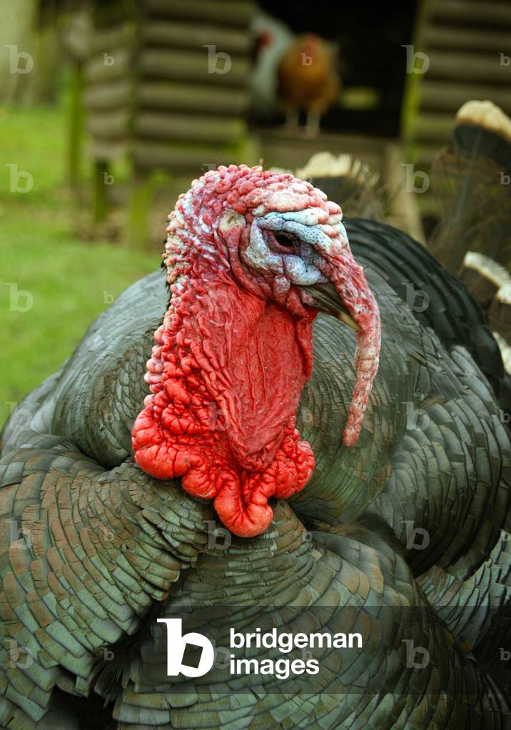 A male Turkey showing off his Snood, (photo)
