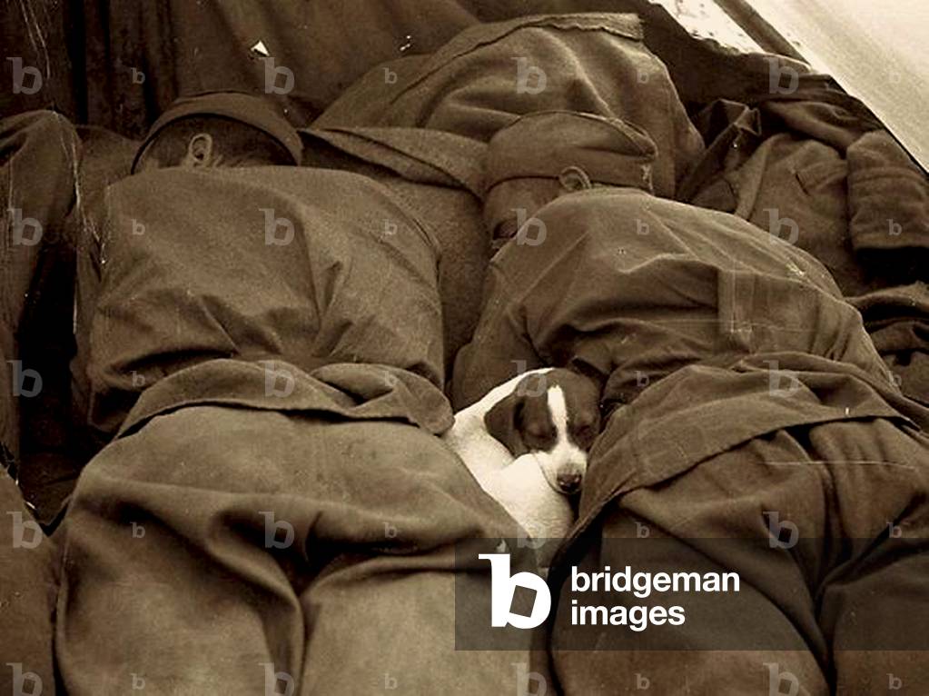 Puppy asleep between two Russian Soldiers, 1944 (photo)