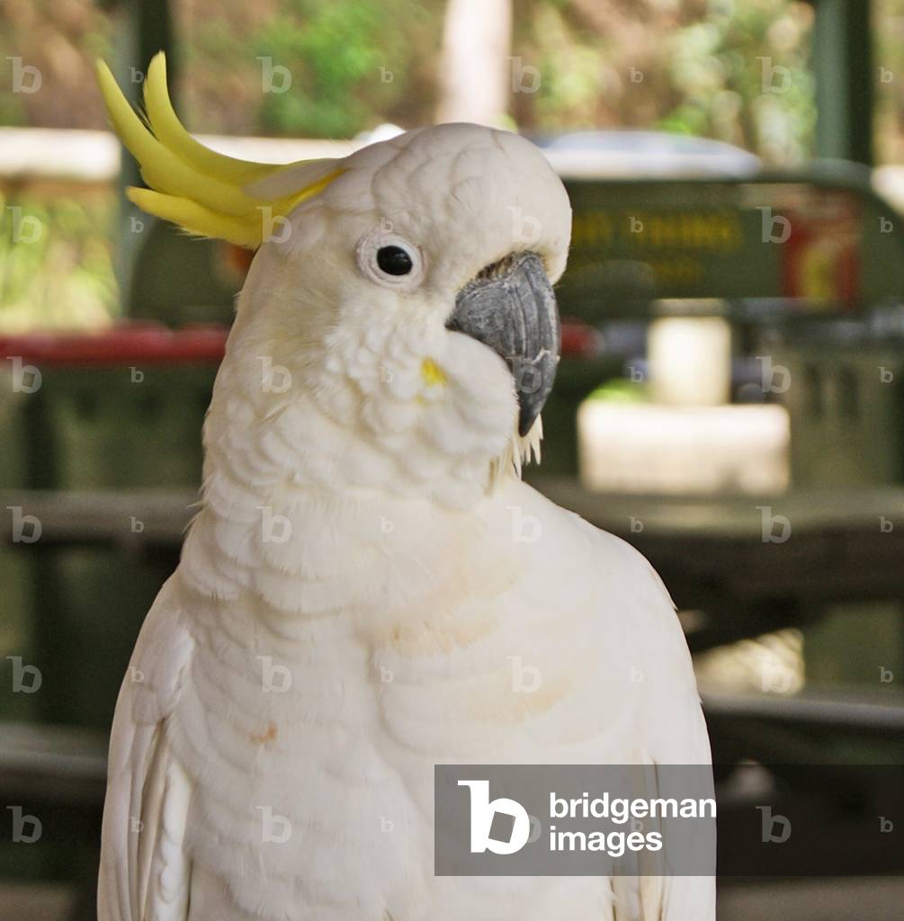 Close-up of a Sulphur Crested Cockatoo, Sydney, New South Wales (photo) 