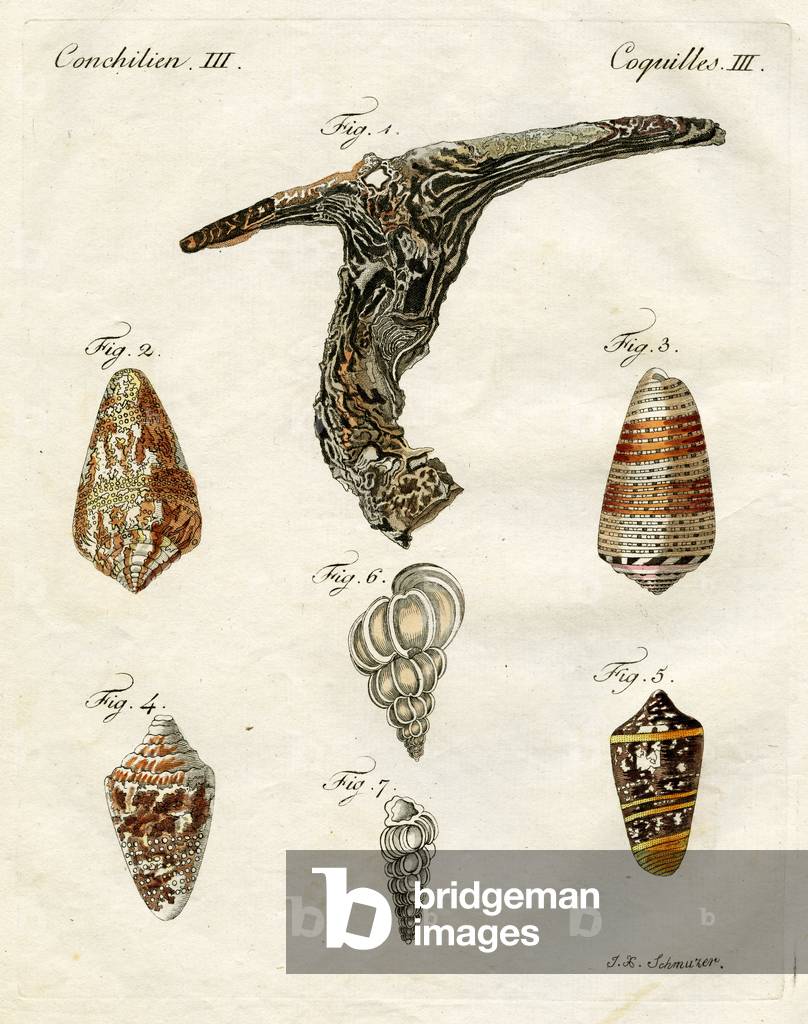 Illustration of seashells, 1790 (hand coloured engraving)