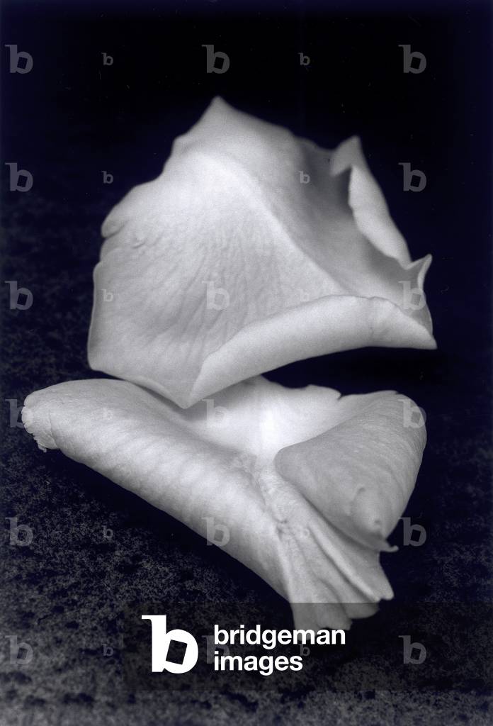 Untitled (photography)