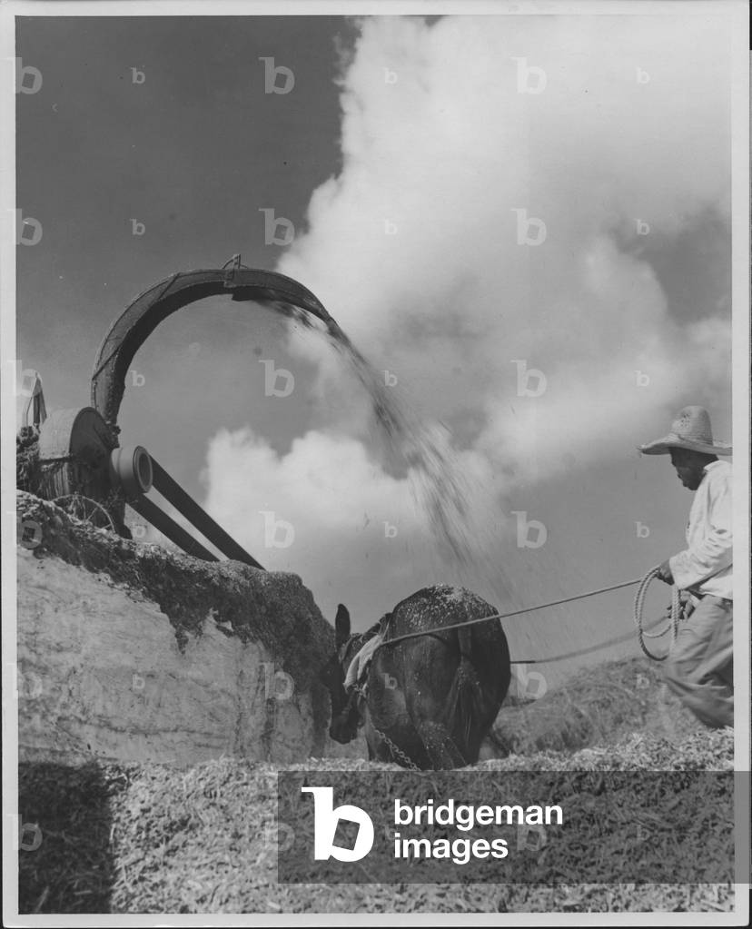 A sorghum crushing machine, Austin, Texas, 1935-36 (b/w photo)