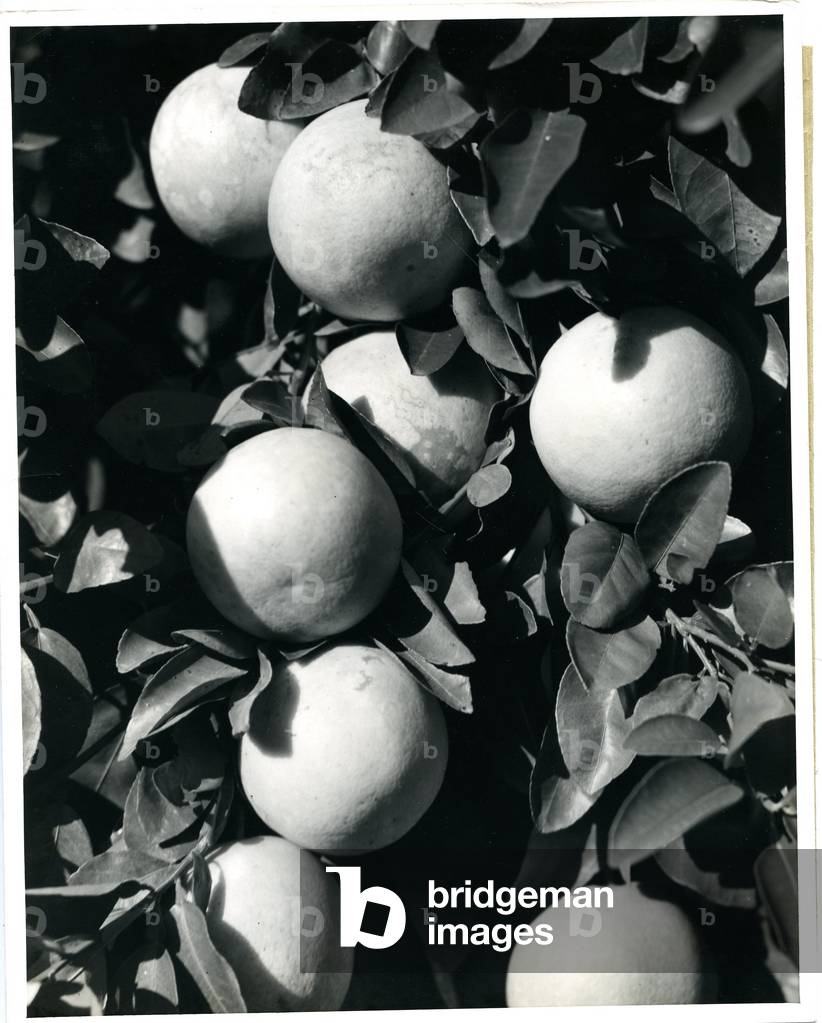 Grapefruit, 1935-36 (b/w photo)